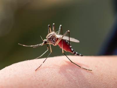 Dengue Fieber - eine Krankheit, die keiner haben möchte
